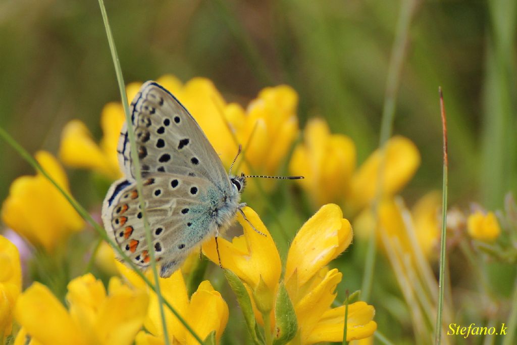 Farfalla da identificare!